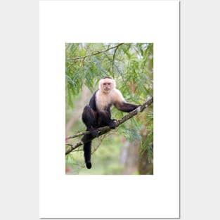 Capuchin monkey - Costa Rica Posters and Art